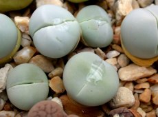Lithops bkermit.